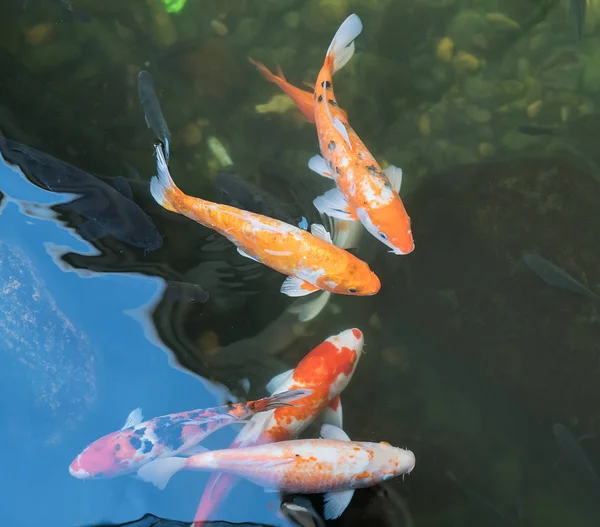 池の koi の魚 — ストック写真