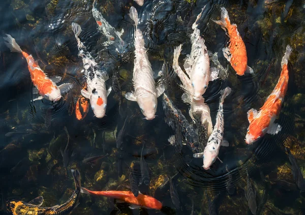 Peixes koi na lagoa — Fotografia de Stock