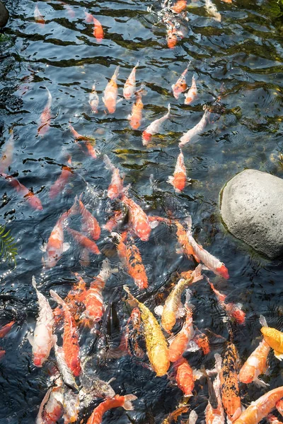 Koi fishes in the pond — Stock Photo, Image