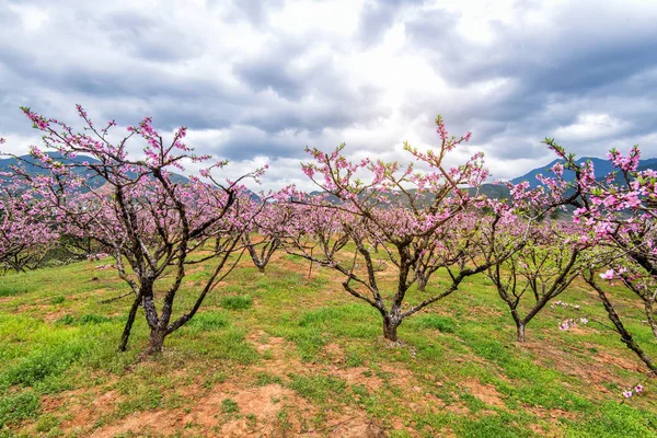 河源地区、広東省 p 中山間地域の桃の花 — ストック写真