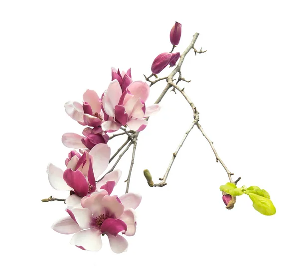 Magnolia flores aisladas sobre fondo blanco —  Fotos de Stock
