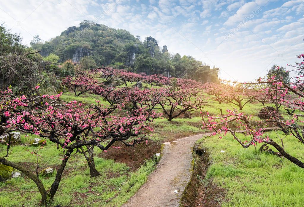 Peach Blossom in moutainous area in heyuan district, guangdong p