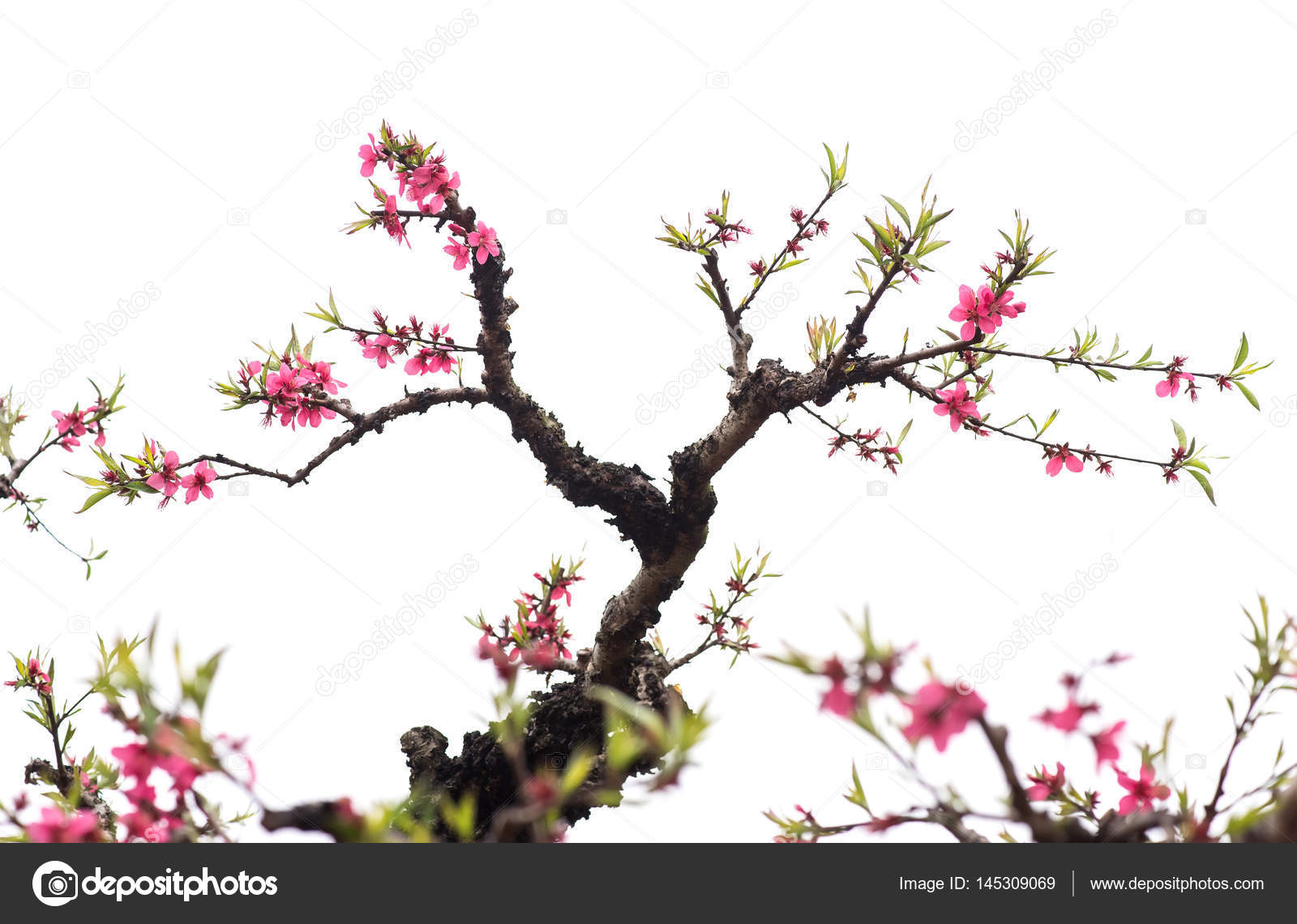Peach Blossom Flower Isolated On White Royalty Free Photo Stock Image By C Firefox 145309069