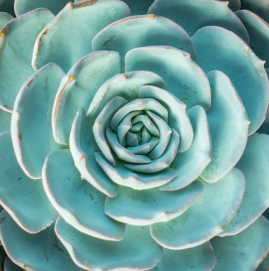  Bahçedeki minyatür sulu bitkiler