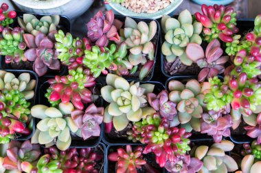  Bahçedeki minyatür sulu bitkiler