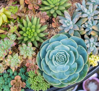 succulents düzenlenmesi; bir saksı kaktüs succulents