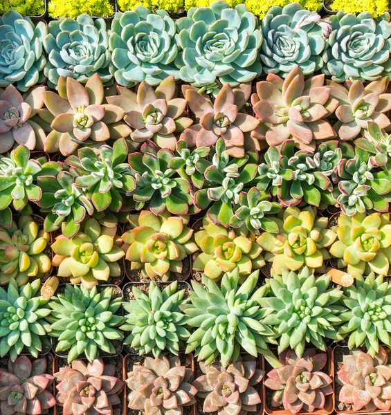 Miniatyrsaftiga växter i trädgården — Stockfoto