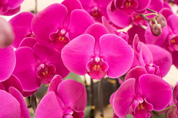 Pembe orkideye yaklaş — Stok fotoğraf