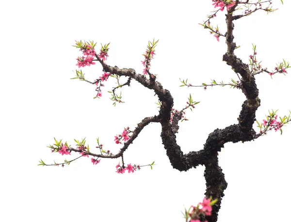 Persikoblomma blomma isolerad på vit — Stockfoto