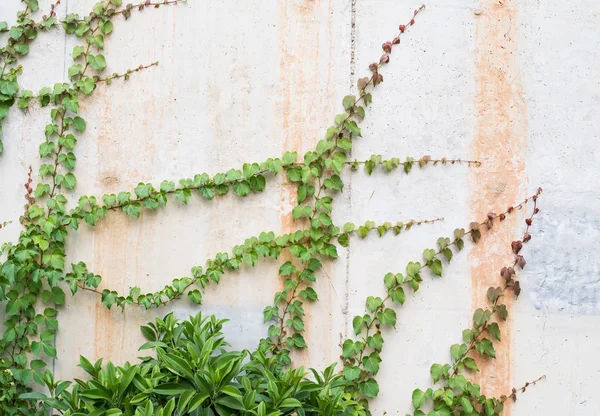 Зеленый плющ ползучий на фоне кирпичной стены — стоковое фото