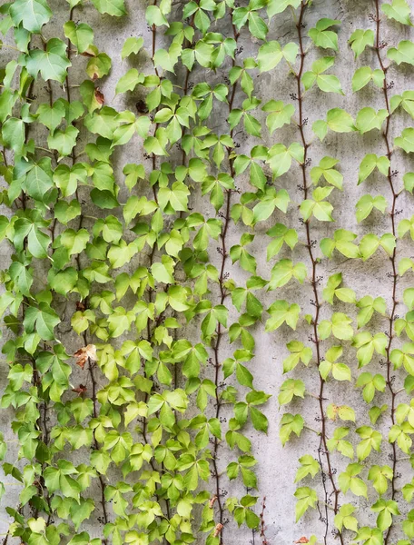 Hiedra verde enredadera sobre fondo de pared de ladrillo — Foto de Stock