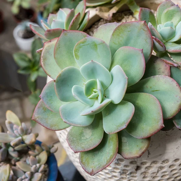 Miniatuur sappige planten in de tuin — Stockfoto