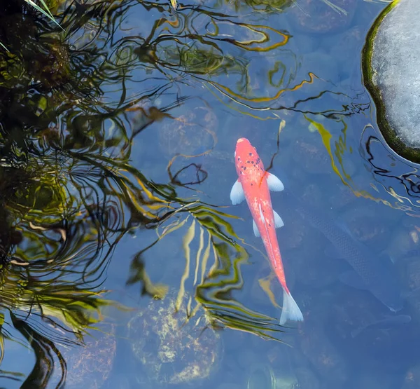 池の koi の魚 — ストック写真