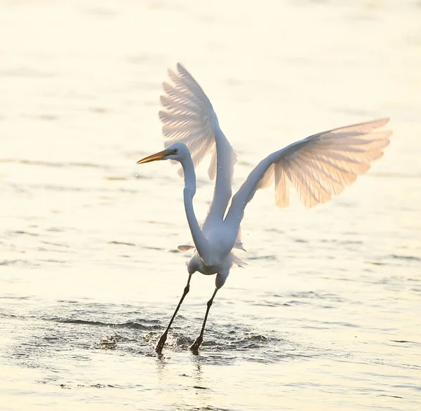 Egret play in water land — Stock Photo, Image
