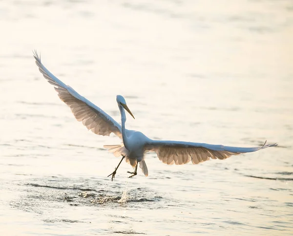 Egret play in water land — Stock Photo, Image