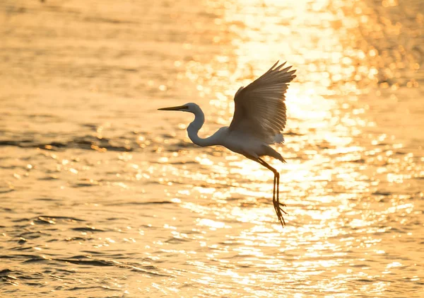 Egret play in water land — Stock Photo, Image