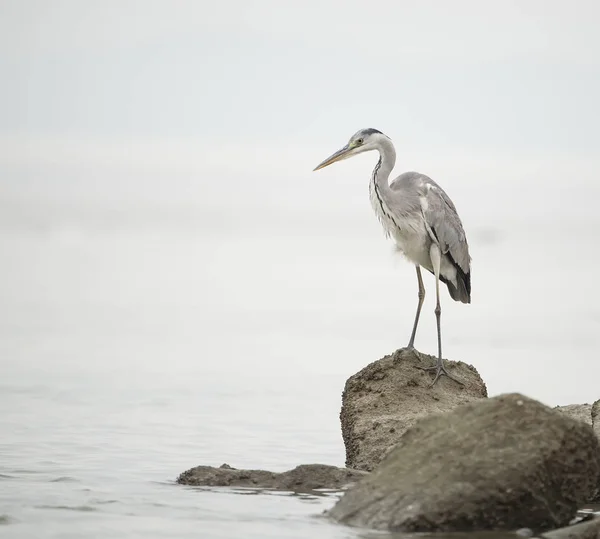 Portrait de héron gris naturel en vol — Photo