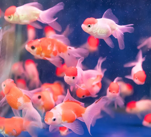 Peces de oro sobre el agua — Foto de Stock