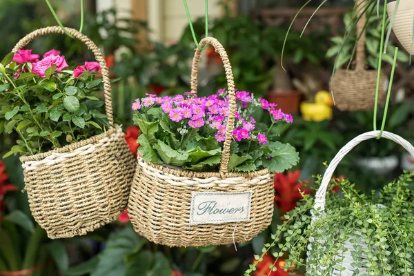 Fleurs colorées dans le panier suspendu dans le centre de jardin — Photo