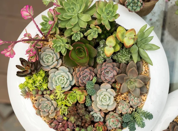 Succulents;의 배열 화분에 선인장 succulents — 스톡 사진