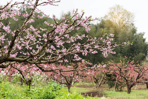 Flor de melocotón en la zona rutinaria en el distrito de Heyuan, guangdong p — Foto de Stock