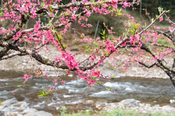 Peach Blossom in moutainous area in heyuan district, guangdong p — Stock Photo, Image