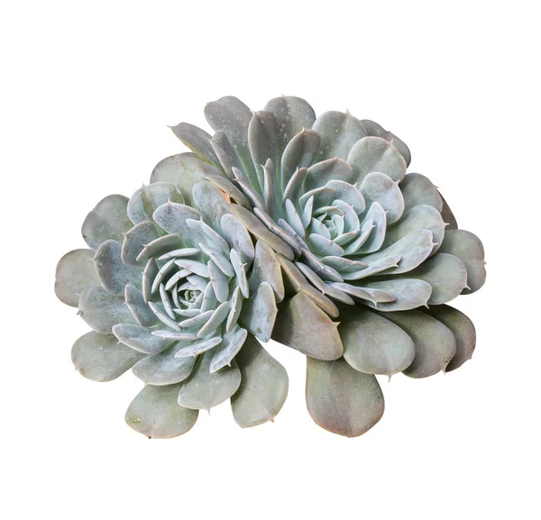 Plantes succulentes miniatures dans le jardin — Photo