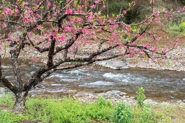 Peach Blossom in moutainous area in heyuan district, guangdong p — Stock Photo, Image