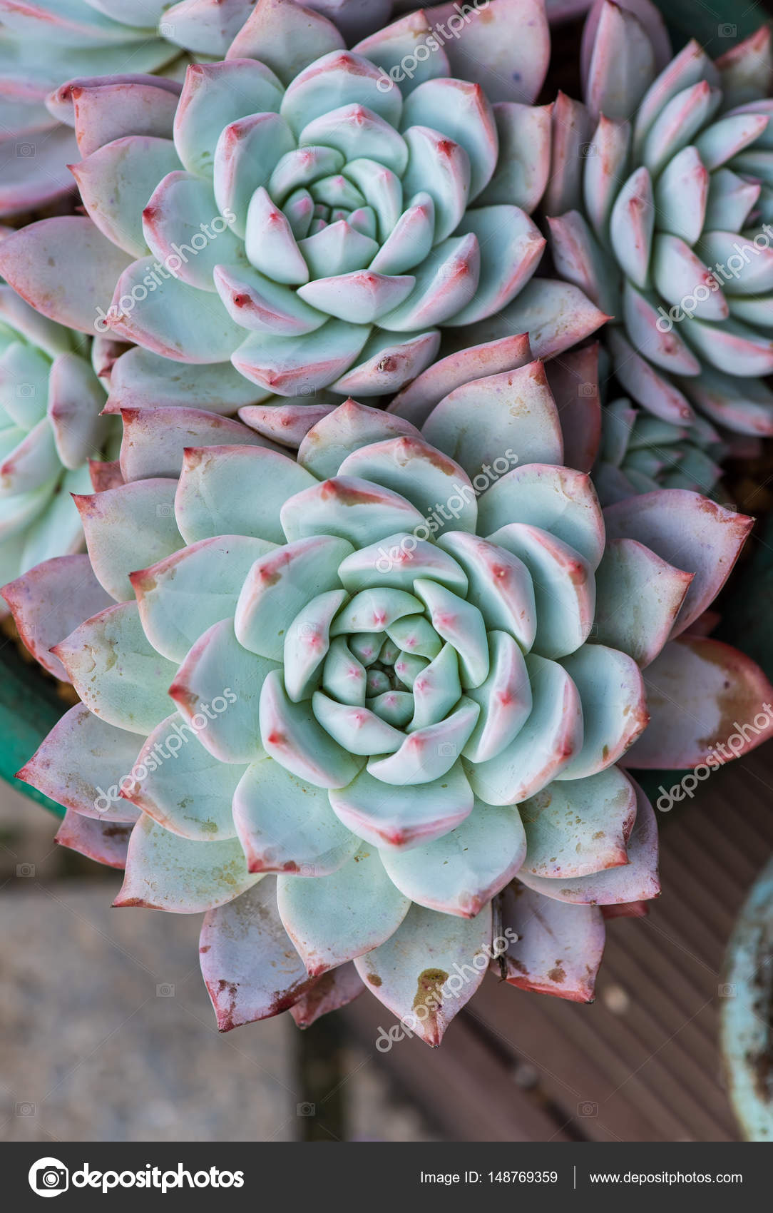 Planta suculenta en el jardín — Fotos de Stock © firefox #148769359