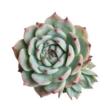 İzole minyatür etli bitkiler