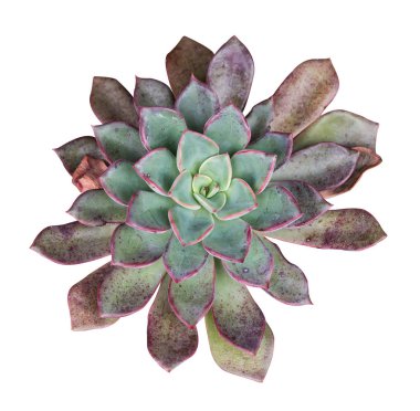 İzole minyatür etli bitkiler