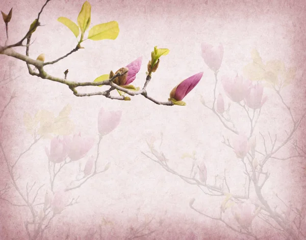 Pink magnolia flowers on old paper background — Stock Photo, Image