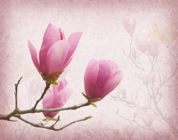 Pink magnolia flowers on old paper background — Stock Photo, Image