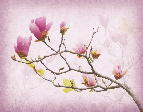 Roze magnolia bloemen op oude papier achtergrond — Stockfoto