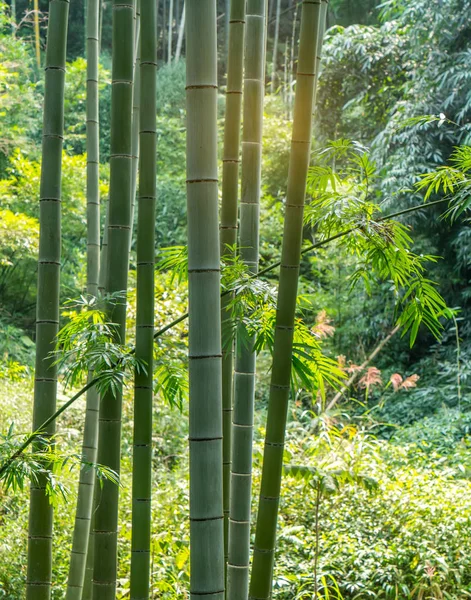 Bambú Verde Bosque —  Fotos de Stock