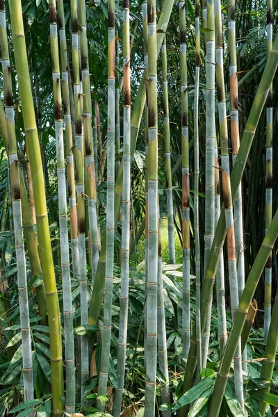 Groene Bamboe Een Bos — Stockfoto