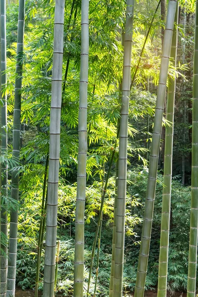 Bambu Verde Uma Floresta — Fotografia de Stock