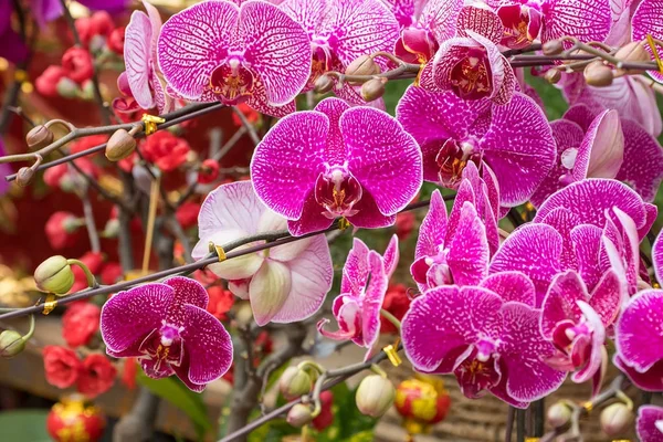 Orkide Çiçekleri Bahçede Phalaenopsis — Stok fotoğraf