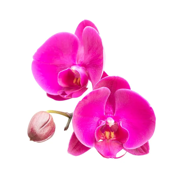 Primer plano de orquídea rosa —  Fotos de Stock