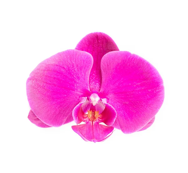Zblízka růžová orchidej — Stock fotografie