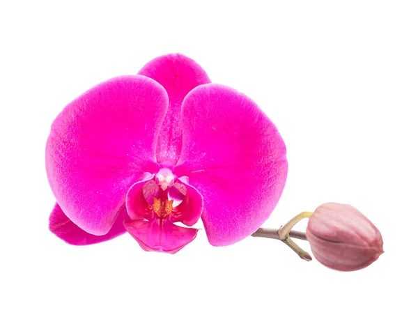 Zblízka růžová orchidej — Stock fotografie