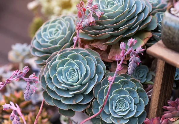 Succulent plant in the garden — Stock Photo, Image
