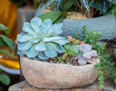 Bahçedeki sulu bitkiler.