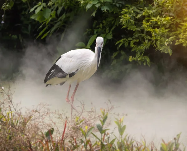 Oosterse ooievaar in hun natuurlijke habitat — Stockfoto