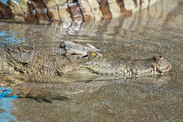 Close up de Crocodilo de água salgada na água — Fotografia de Stock
