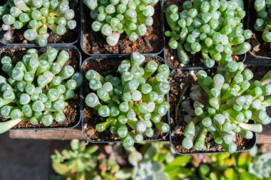 Renkli Minyatür Sulu bitkiler