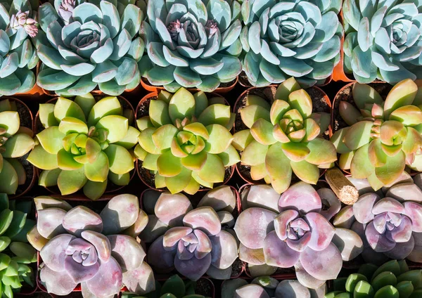 Plantas Suculentas Coloridas Miniatura — Fotografia de Stock