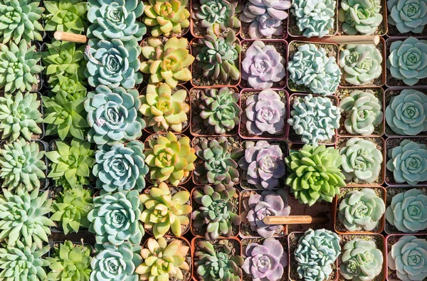 Kleurrijke Miniatuur Sappige Planten — Stockfoto