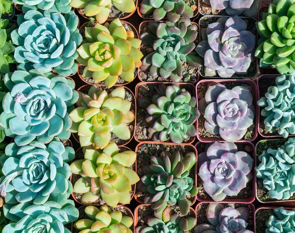 colorful Miniature succulent plants