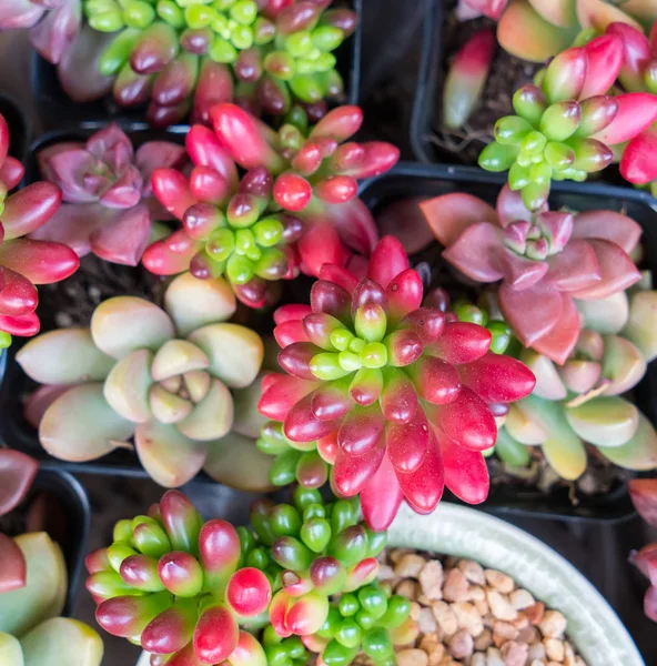 Piante Succulente Miniatura Colorate — Foto Stock